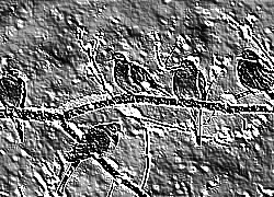 Skamielina