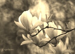 Szary + Sepia
