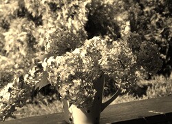 Szary + Sepia
