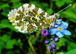 Oryginalny obrazek