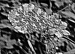 Skamielina