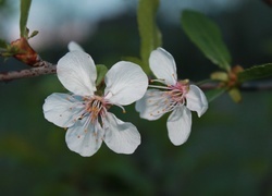 Oryginalny obrazek