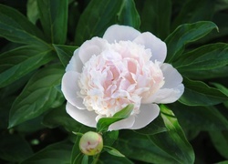 Oryginalny obrazek