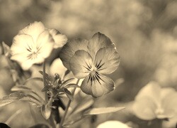 Szary + Sepia