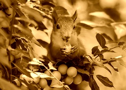 Sepia