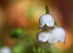 Oryginalny obrazek