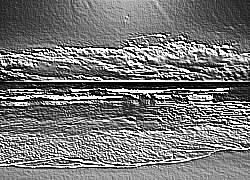Skamielina