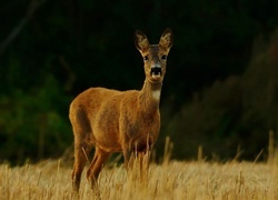 Oryginalny obrazek
