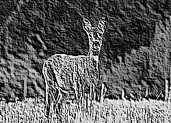 Skamielina