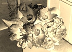 Sepia + Negatyw