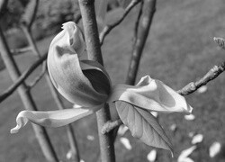 Szary