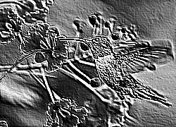 Skamielina