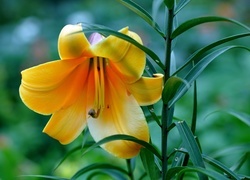 Oryginalny obrazek