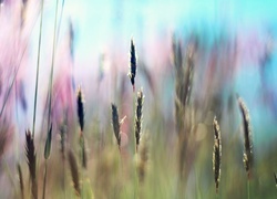 Oryginalny obrazek