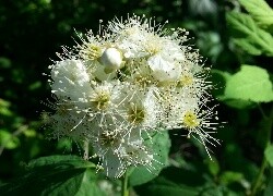 Oryginalny obrazek