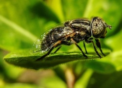 Oryginalny obrazek