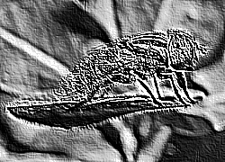 Skamielina