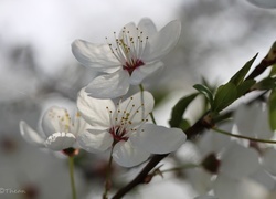 Oryginalny obrazek