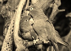 Szary + Sepia