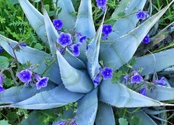 Oryginalny obrazek
