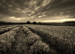 Szary + Sepia