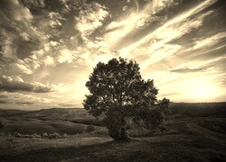Szary + Sepia
