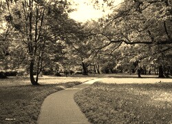 Szary + Sepia