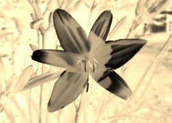 Sepia + Negatyw
