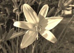 Sepia