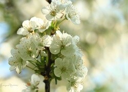 Oryginalny obrazek