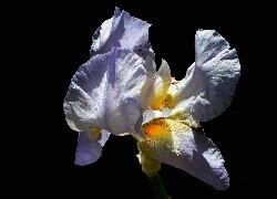 Oryginalny obrazek
