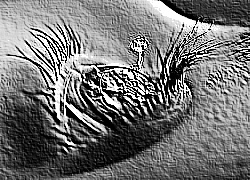 Skamielina