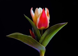 Oryginalny obrazek