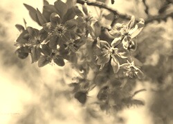 Szary + Sepia