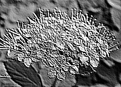 Skamielina