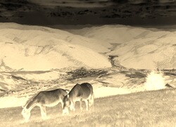 Sepia + Negatyw