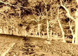 Sepia + Negatyw