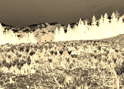 Sepia + Negatyw