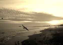 Szary + Sepia