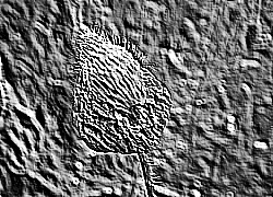 Skamielina