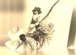 Sepia + Negatyw