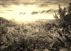 Szary + Sepia