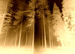 Sepia + Negatyw