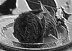 Skamielina