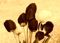 Sepia