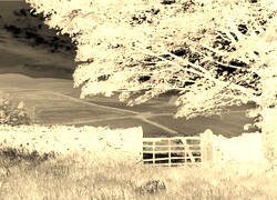 Sepia + Negatyw