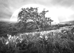 Szary + Sepia