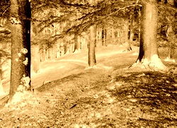 Sepia + Negatyw