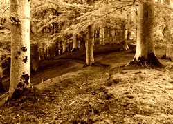 Sepia