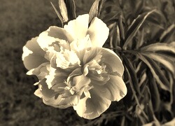 Szary + Sepia
